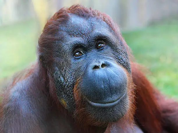 Photo of The Bornean orangutan (Pongo pygmaeus).