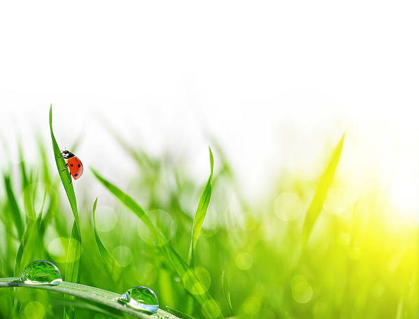 fresca erba verde con rugiada gocce e coccinella in primo piano. - ladybug grass leaf close up foto e immagini stock