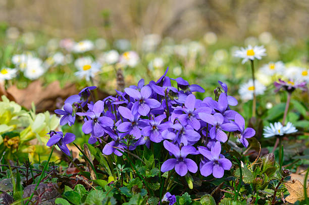 istock cluster of blue violets 519505840