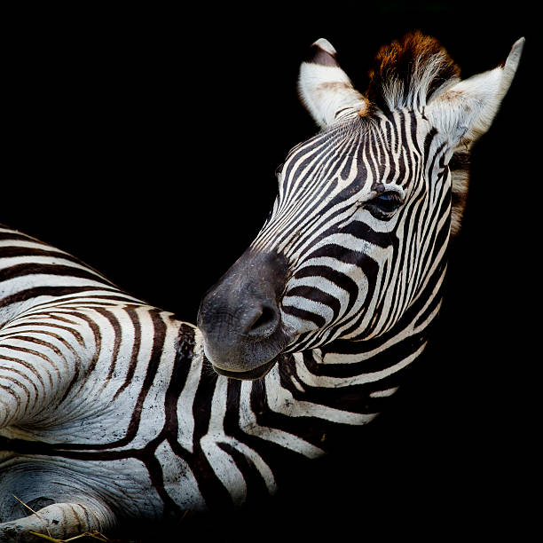 istock Headshot of a Burchell's Zebra 519505987