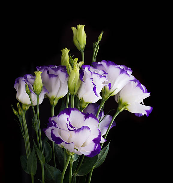 istock Bouquet of delicate roses 519508727