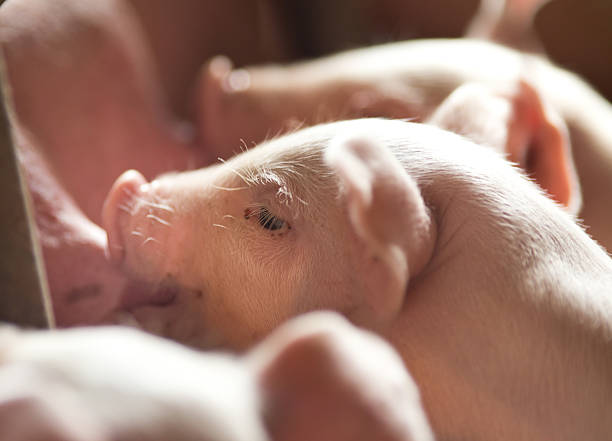 Suckling pig Newborn piglet sucking the breasts of its mother sow pig stock pictures, royalty-free photos & images
