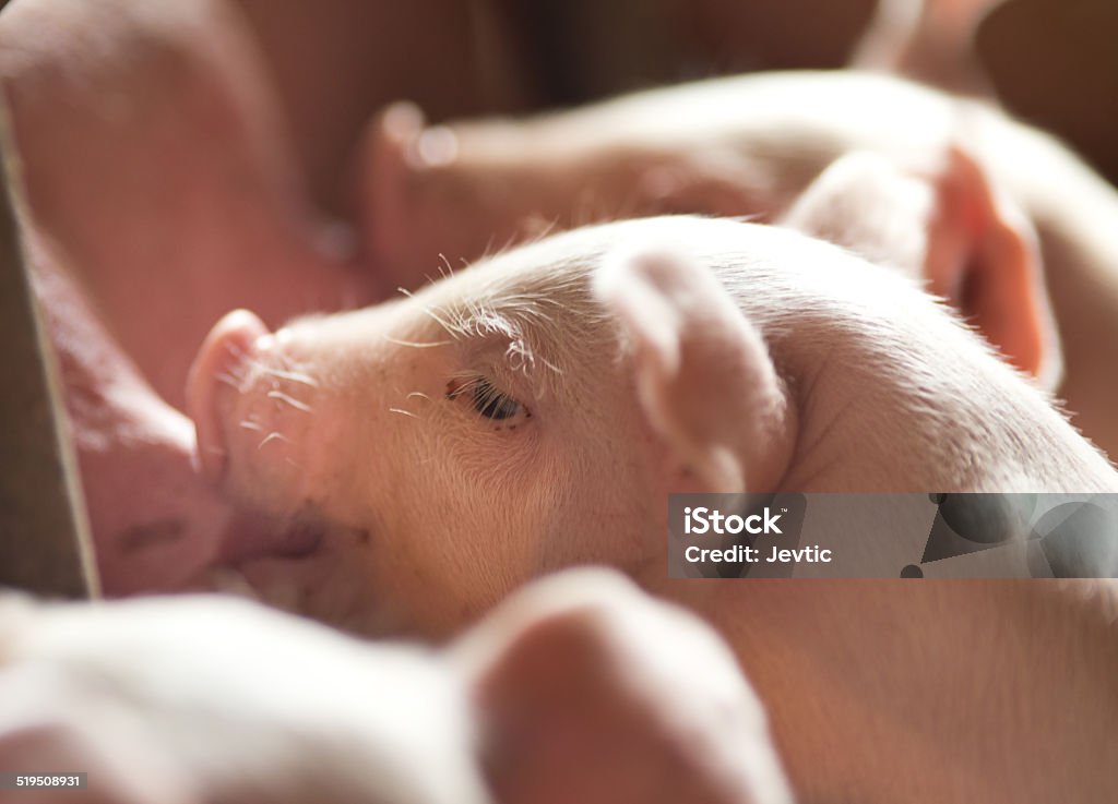 Lợn mút - Trả phí Bản quyền Một lần Heo con - Động vật còn bé Bức ảnh sẵn có Lợn mút - Trả phí Bản quyền Một lần Heo con - Động vật còn bé Bức ảnh sẵn có