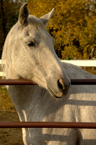 Vertical outdoor padock shot of gray horse, head and shoulders, looking over fence, in warm sunset light.