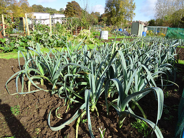 Photo showing multiple rows of healthy leek plants, pictured growing in a shared community allotment towards the end of the summer, close to harvest time.  These vegetable garden plots are well-maintained throughout the year, so that they remain productive through the seasons.  The individual plots are connected by narrow pathways / paths made from grass / patches of lawn.