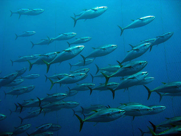 istock School of tuna 519510363
