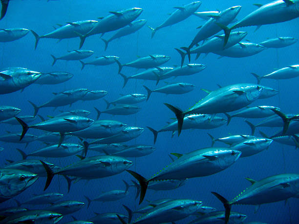 istock School of tuna 519510365