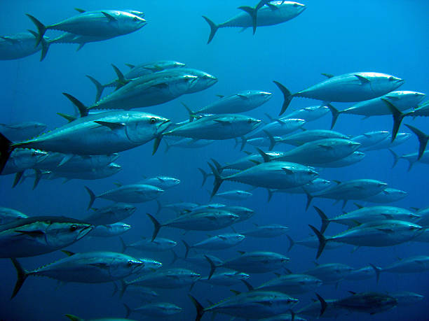 School of tuna School of tuna swimming in a tuna trap tuna animal stock pictures, royalty-free photos & images