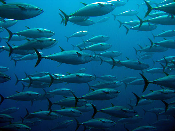 school of 참치 - tuna sea underwater fish 뉴스 사진 이미지