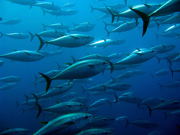 istock School of tuna 519510631