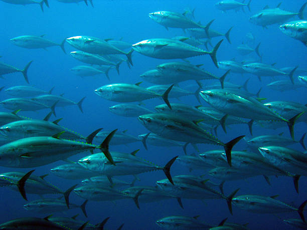 istock School of tuna 519511581