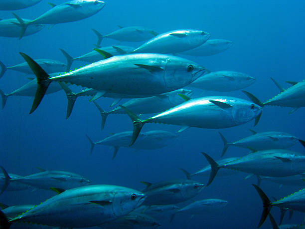 istock School of tuna 519511591
