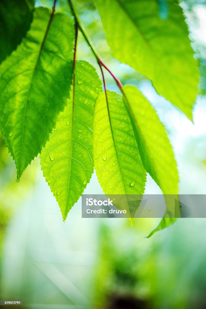 Raindrops on Green Leafs Cold Drink Stock Photo