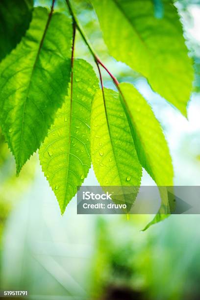 Raindrops On Green Leafs Stock Photo - Download Image Now - Cold Drink, Color Image, Drinking Water