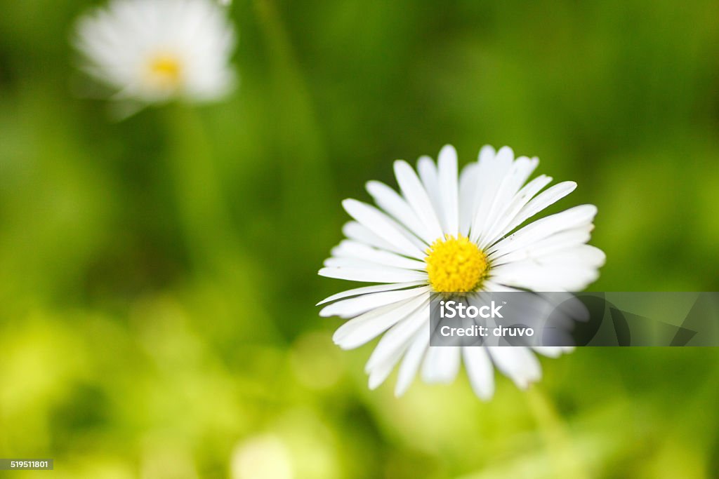 White flower Yellow daisy, soft focus Flower Stock Photo