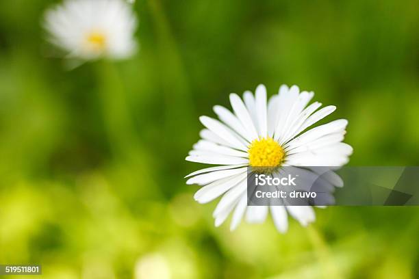 White Flower Stock Photo - Download Image Now - Flower, Flower Head, Green Color