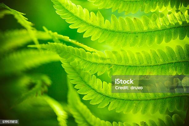 Far Stock Photo - Download Image Now - Color Image, Extreme Close-Up, Fern