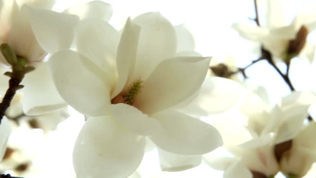 magnolia light flower