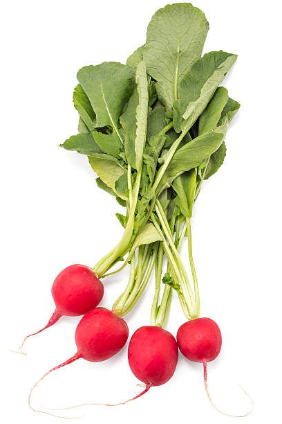 istock Small garden radishes 519517988