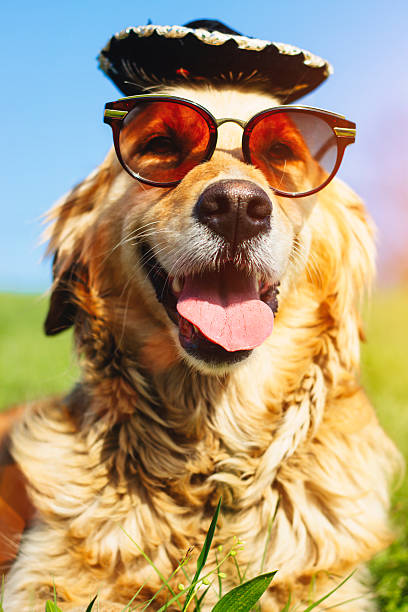istock golden retriever with sombrero and sunglass 519518462