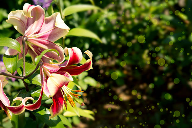 istock Beautiful red  lily in the garden. 519518620