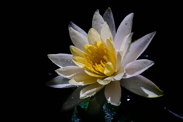 selective focus white lotus on black background,dark tone