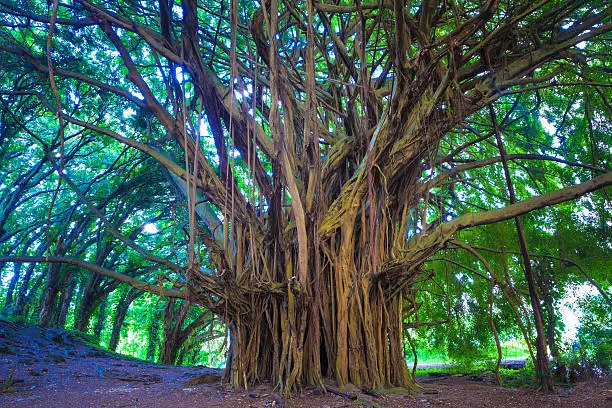 Giant banyan tree in Hawaii