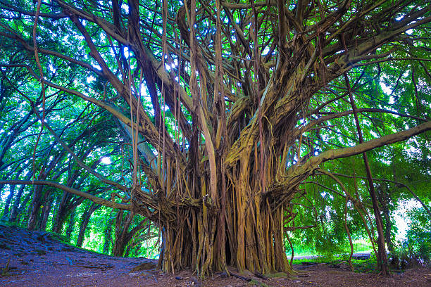 piękne figowiec bengalski - tree shade large growth zdjęcia i obrazy z banku zdjęć