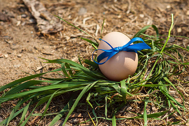 Easter eggs on green grass stock photo