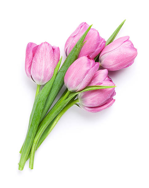 istock Fresh pink tulip flowers bouquet 519520504