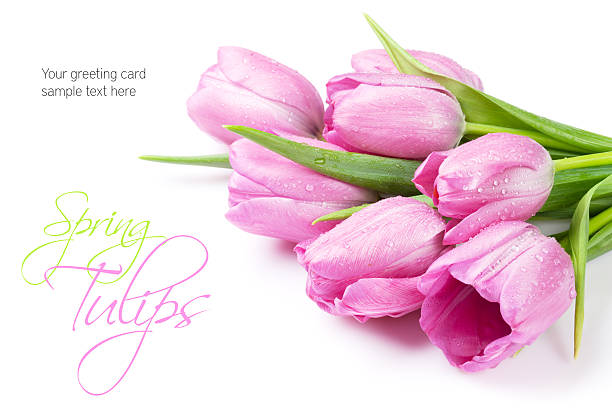 tulipán rosa ramo de flores frescas - cut out tulip close up drop fotografías e imágenes de stock