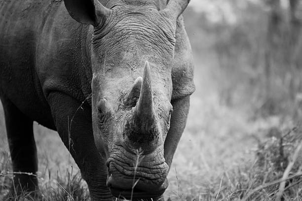 istock Starring White rhino in black and white in the Kruger 519522124