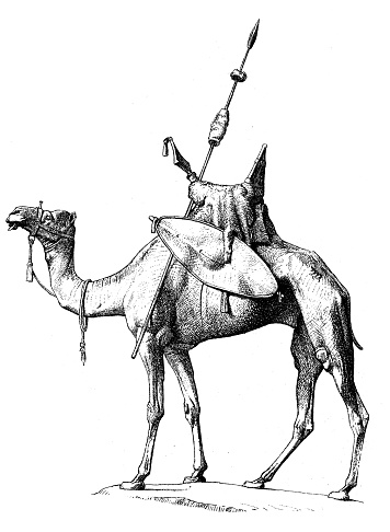 Antique illustration of nubian dromedary from Nubia (region along the Nile river between northern Sudan and southern Egypt), equipped with its regalia (trappings) a leather and wood saddle on the dromedary's hump, a bosal (noseband), a shield and a spear.