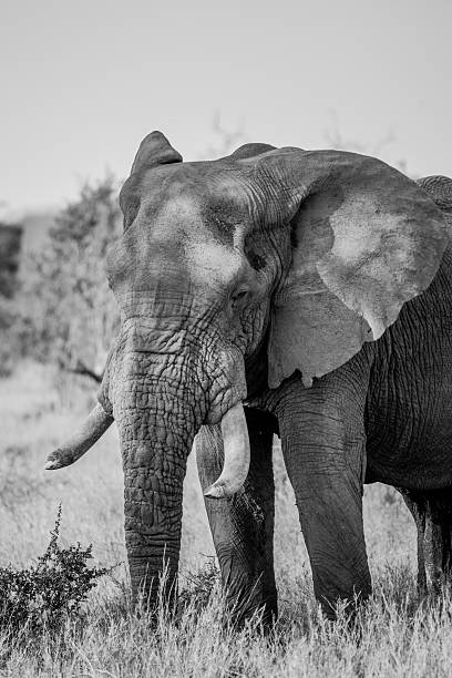 istock Elephant in black and white in the Kruger National 519522316