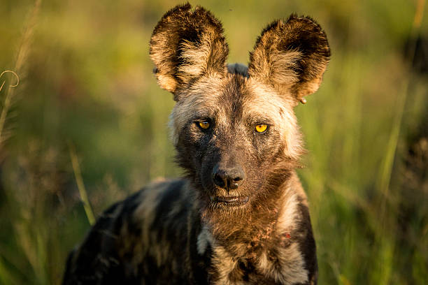 mettant lycaon dans le parc national kruger - staring photos et images de collection