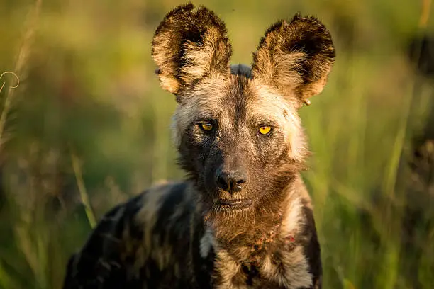 African wild dog starring in the golden light in the Kruger National Park, South Africa.