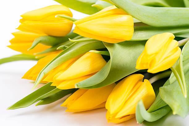 istock bunch of tulip flowers 519523324