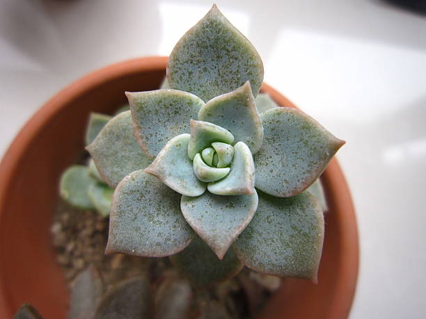 istock succulent plant close up 519523650