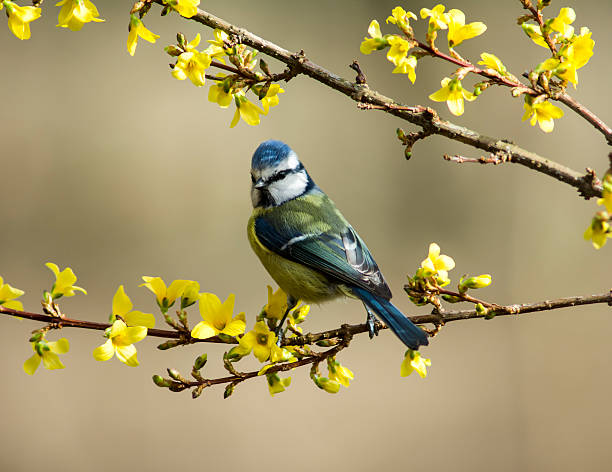 istock Blue Tit on Forsythia 519523826