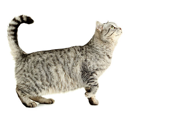 istock Beautiful cat isolated on a white 519523870