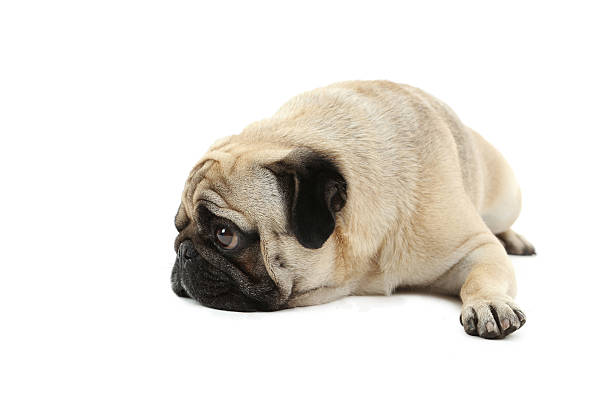 istock Funny pug dog isolated on a white 519524124
