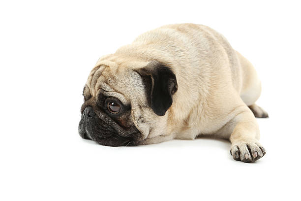 istock Funny pug dog isolated on a white 519524148