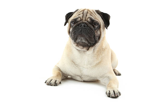istock Funny pug dog isolated on a white 519524224