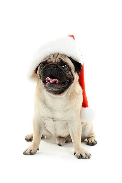 istock Funny pug dog with santa hat isolated on a white 519524482