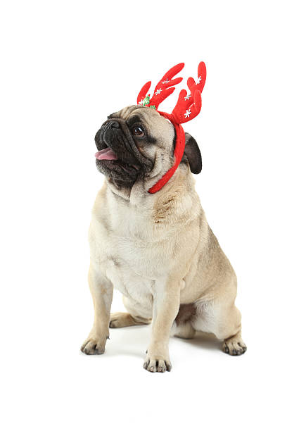 istock Funny pug dog in horns isolated on a white 519524640