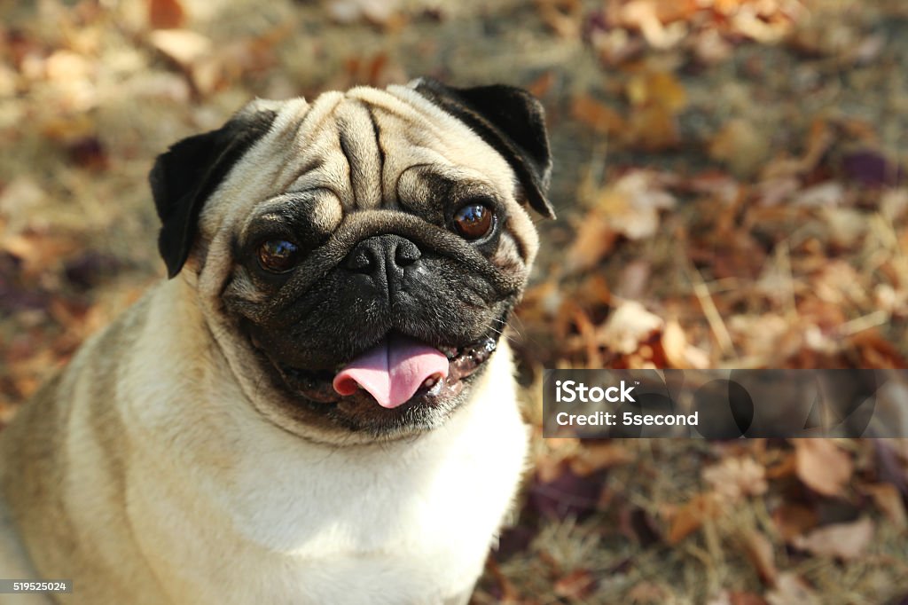 Funny pug dog in the autumn park, outdoor Animal Stock Photo