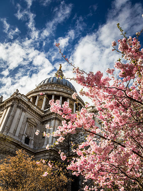 kopuła z st. paul's katedra i wiśnia kwiat, londyn, wielka brytania - christopher wren zdjęcia i obrazy z banku zdjęć