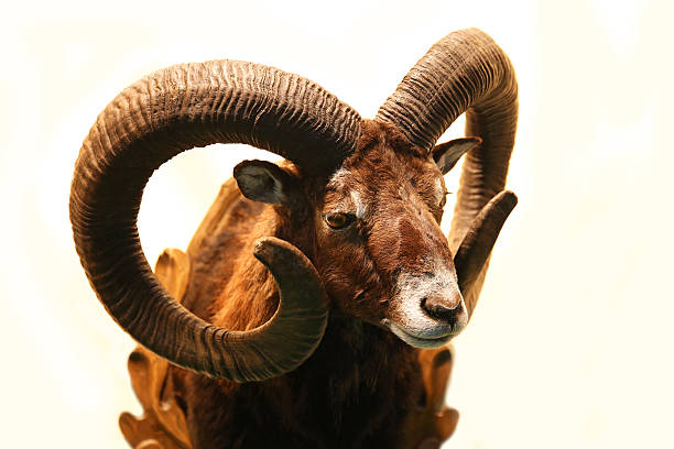 istock Mouflon hunting trophy isolated on white background 519527294