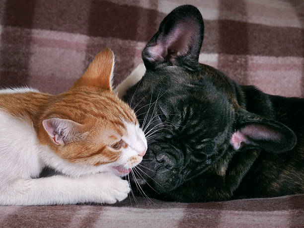 istock Conflict, fighting cats and dogs 519528168