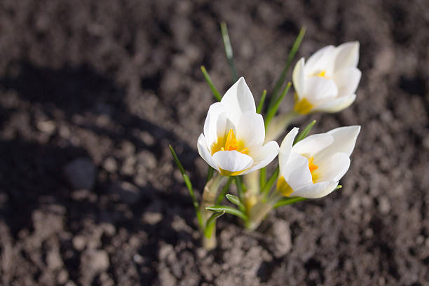 istock The awakening of nature, Earth Day. White crocus. 519528512